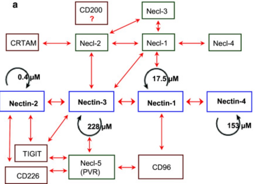 Homophilic (black arrow) and heterophilic (red arrow) interactions among nectins.jpg